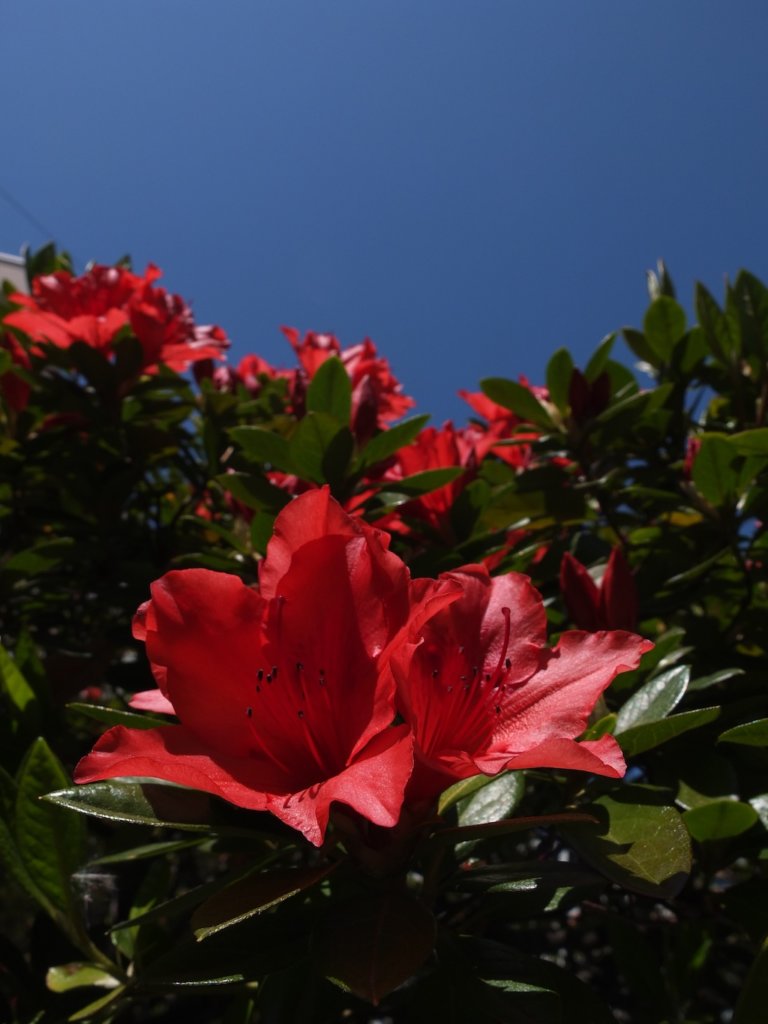 FujiFilm X10 Digitalcamera camera flower kerama Azalea