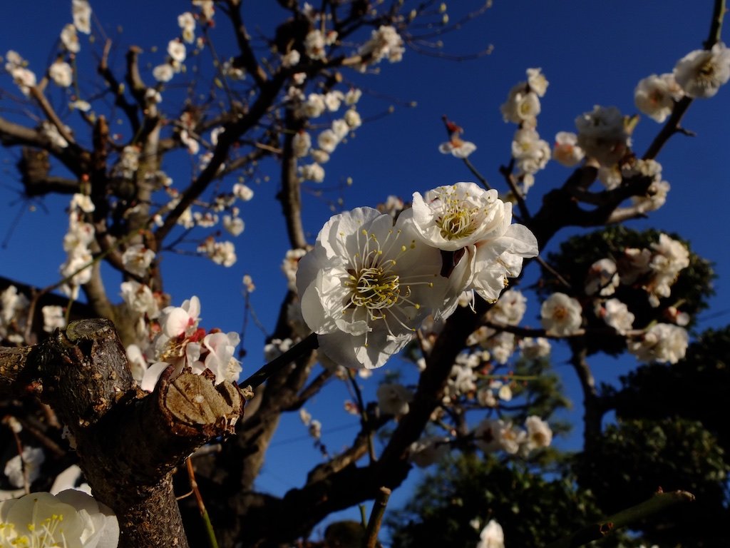 FujiFilm X10 Digitalcamera camera flower tree plum