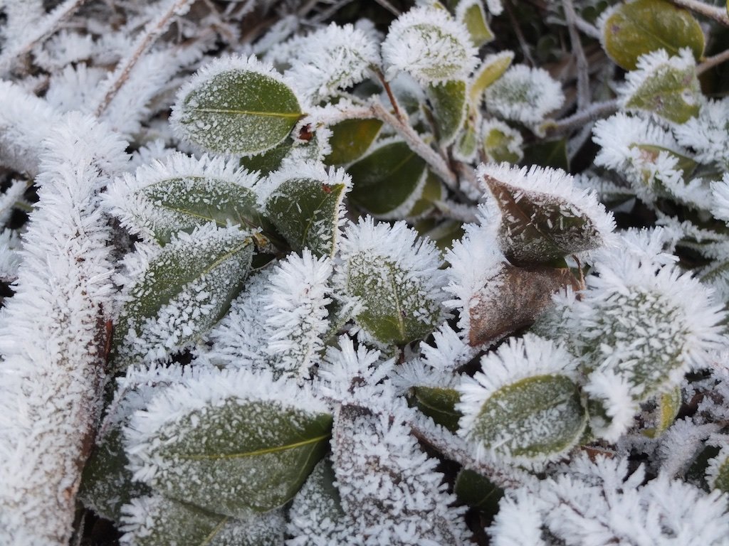 FujiFilm X10 Digitalcamera camera leaf frost winter
