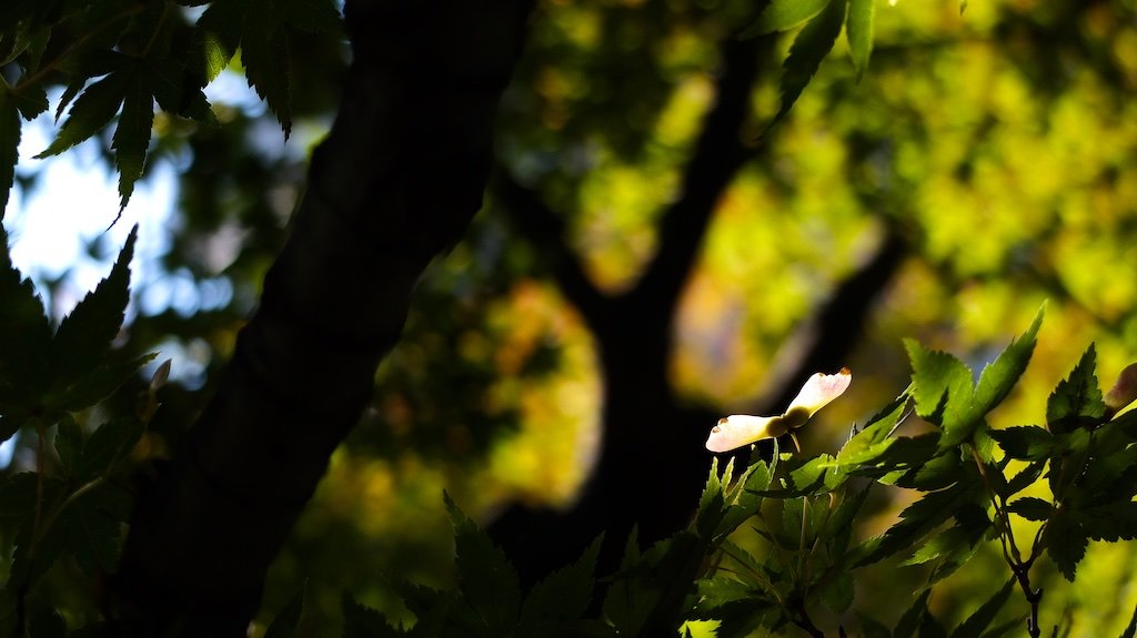 ujiFilm X10 Digitalcamera camera X10-02