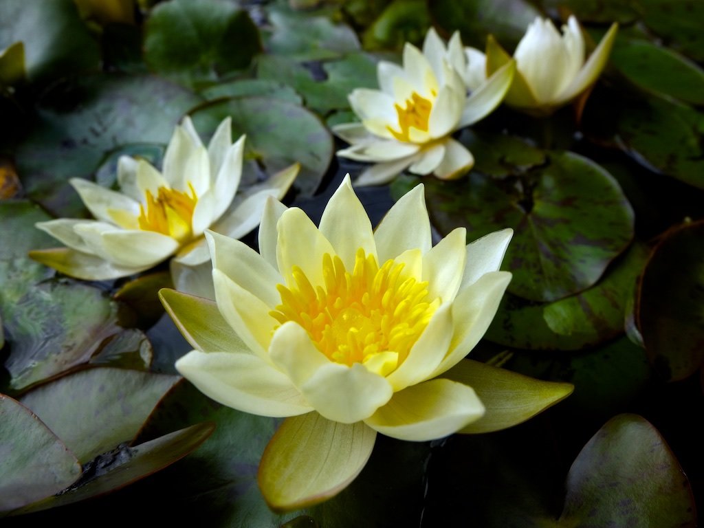 ujiFilm X10 Digitalcamera camera X10-02