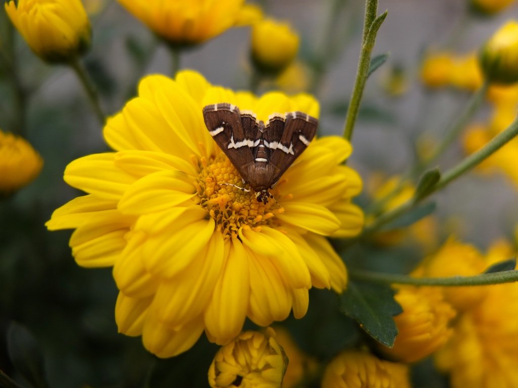 ujiFilm X10 Digitalcamera camera X10-02