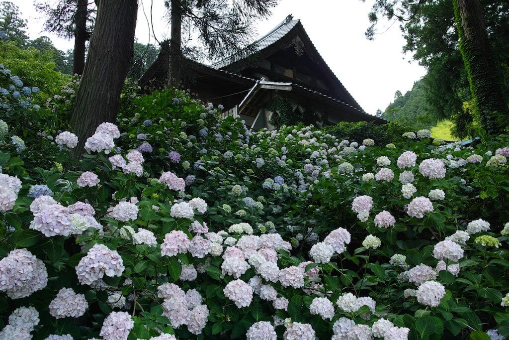 シグマ デジカメ コンデジ sigma merrill dp1m dp1merrill