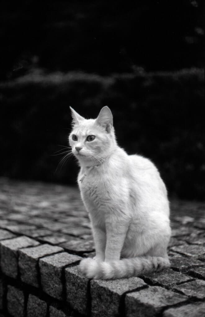 neopan monochrome B&W film nega cat white