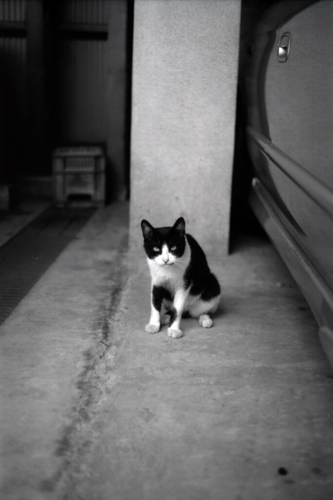neopan monochrome B&W film nega cat StrayCat Tigercat