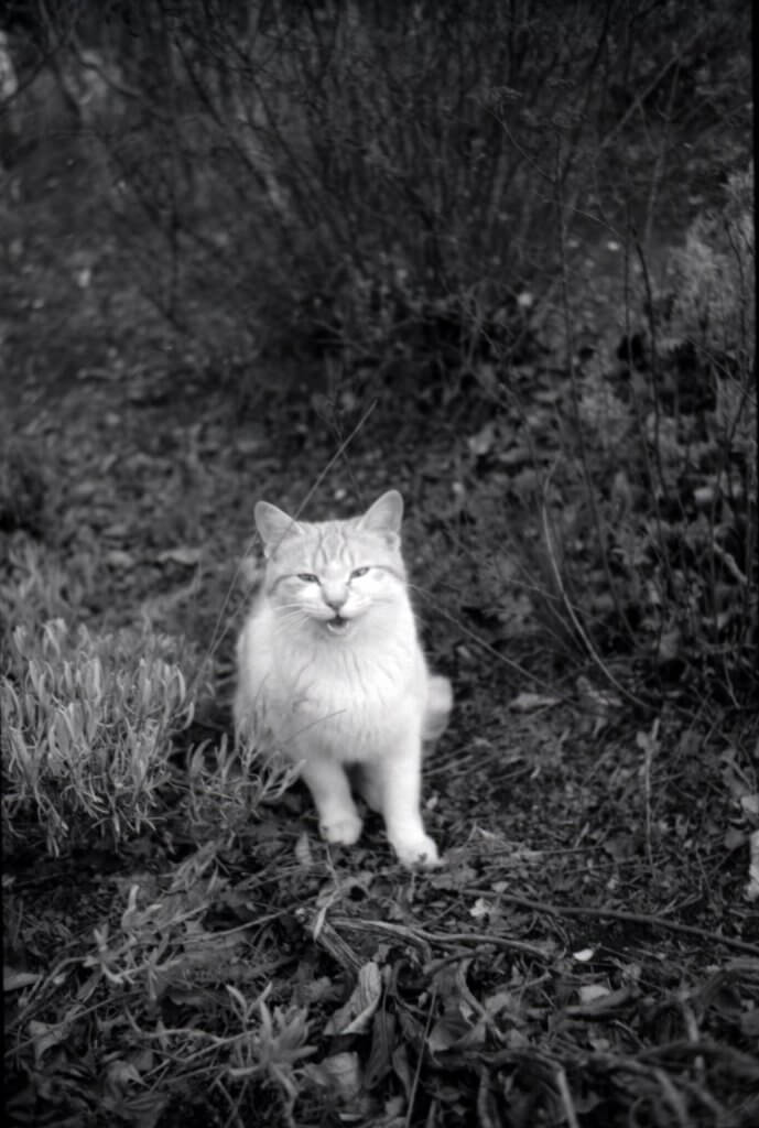 neopan monochrome B&W film nega cat StrayCat Tigercat