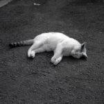 Rollei35でフィルムカメラライフを楽しもう！ 1