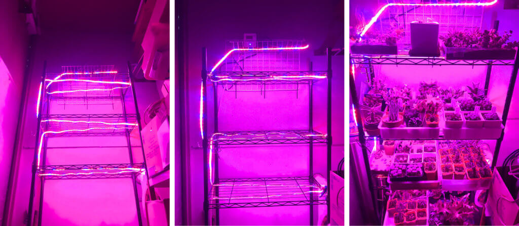 多肉植物の室内管理に悩むあなたへ 手軽なテープ式ledライトを活用しよう ねわげの楽しいホビー生活